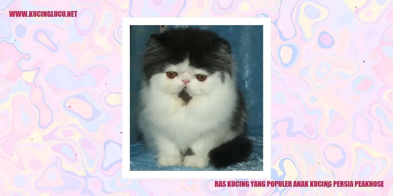 Anak Kucing Persia Peaknose