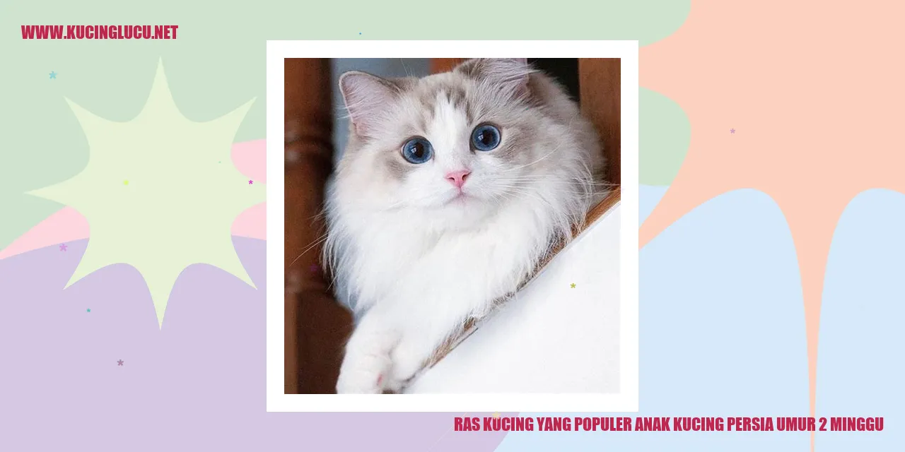 Foto Anak Kucing Persia