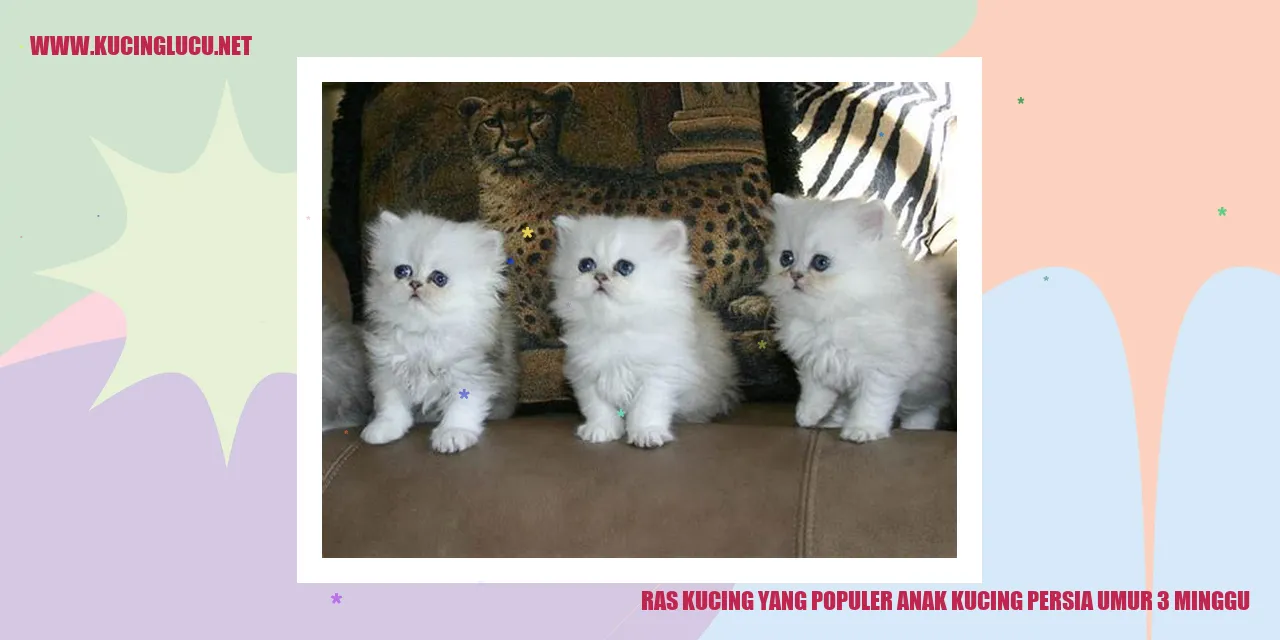 Anak Kucing Persia Berumur 3 Minggu