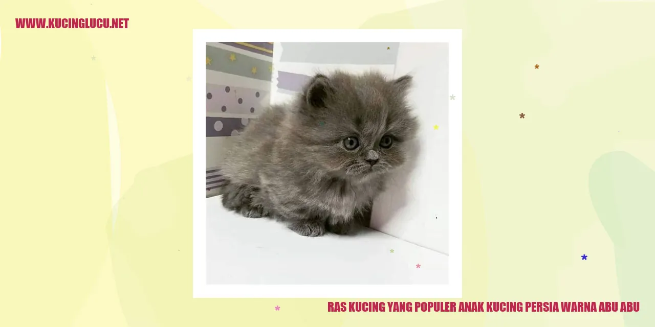Kucing Persia Warna Abu-abu