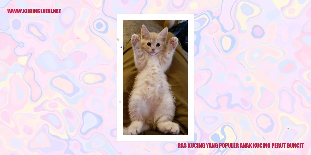 Anak Kucing Perut Buncit