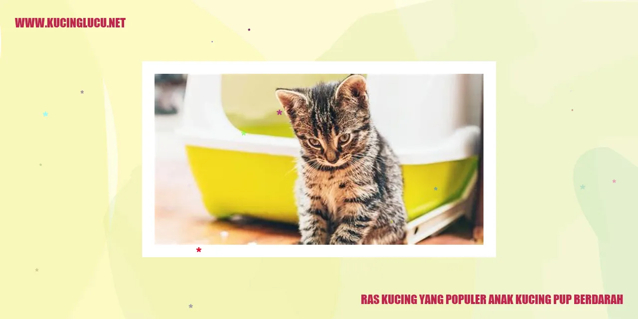 Ras Kucing yang Populer anak kucing pup berdarah