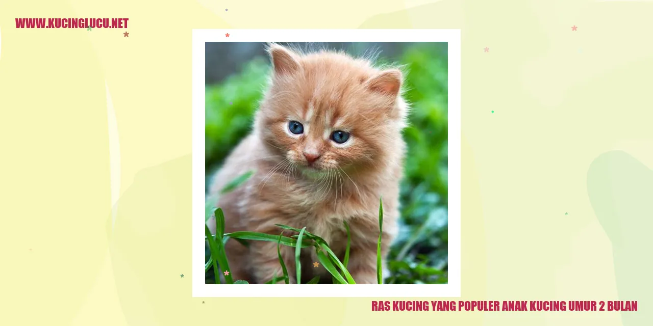 foto anak kucing menggemaskan