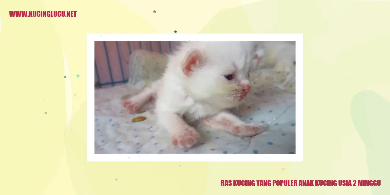 Foto Kucing yang Menggemaskan