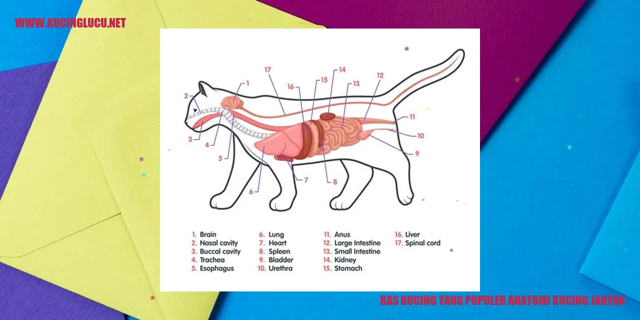 Ras Kucing yang Populer: Anatomi Kucing Jantan