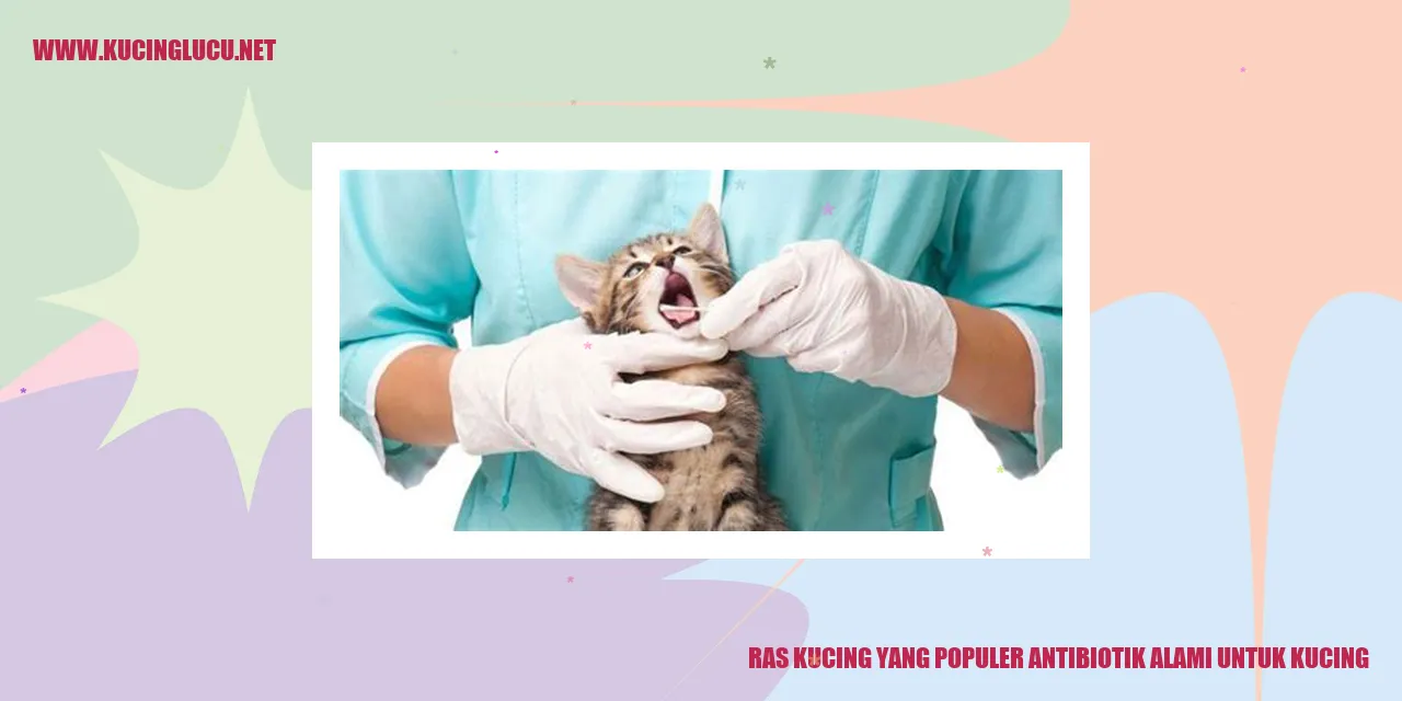Ras Kucing yang Populer sebagai Antibiotik Alami untuk Kucing