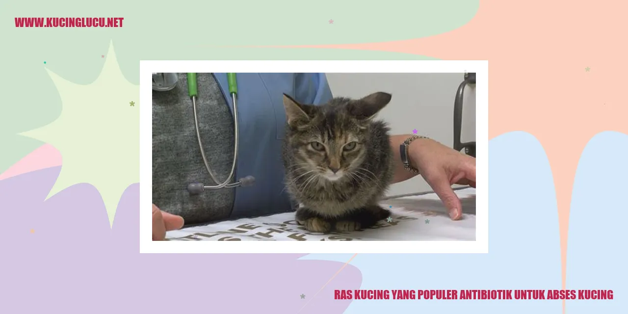 Ras Kucing yang Terkenal Sebagai Pilihan Antibiotik untuk Mengobati Abses Kucing