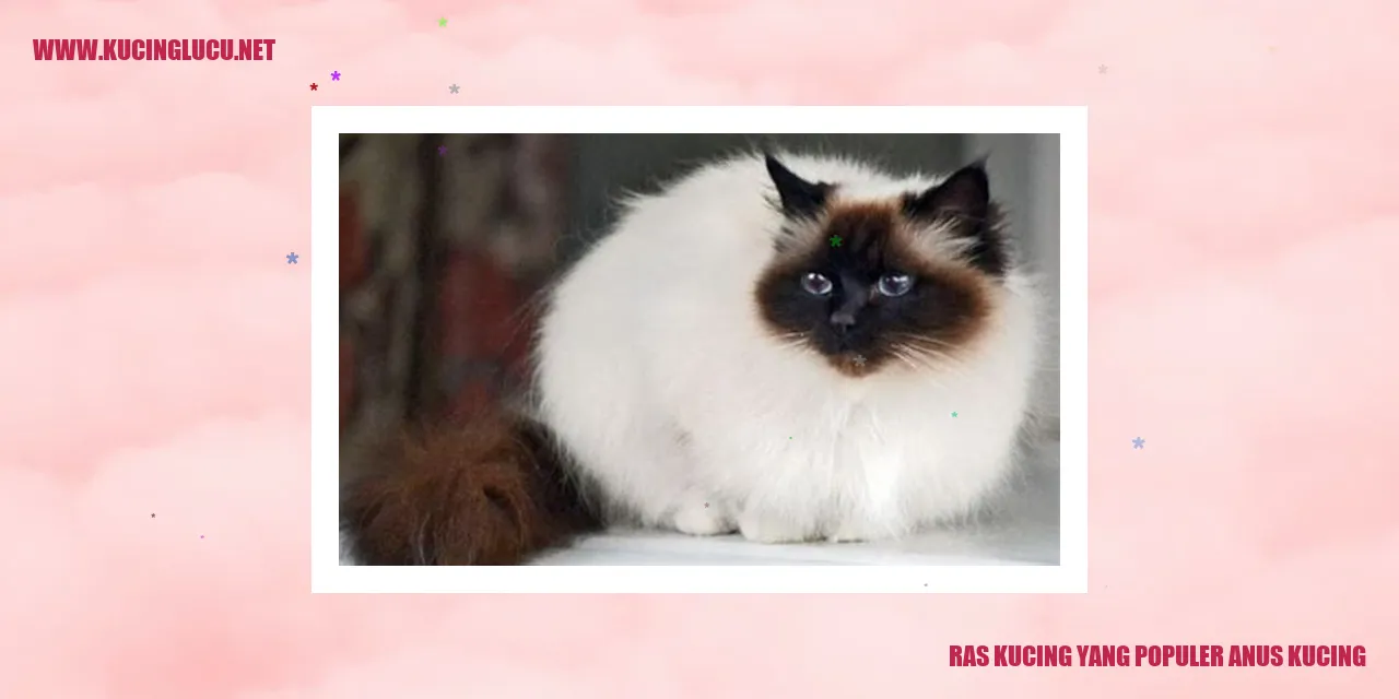 Ras Kucing yang Populer sebagai Anak Kucing
