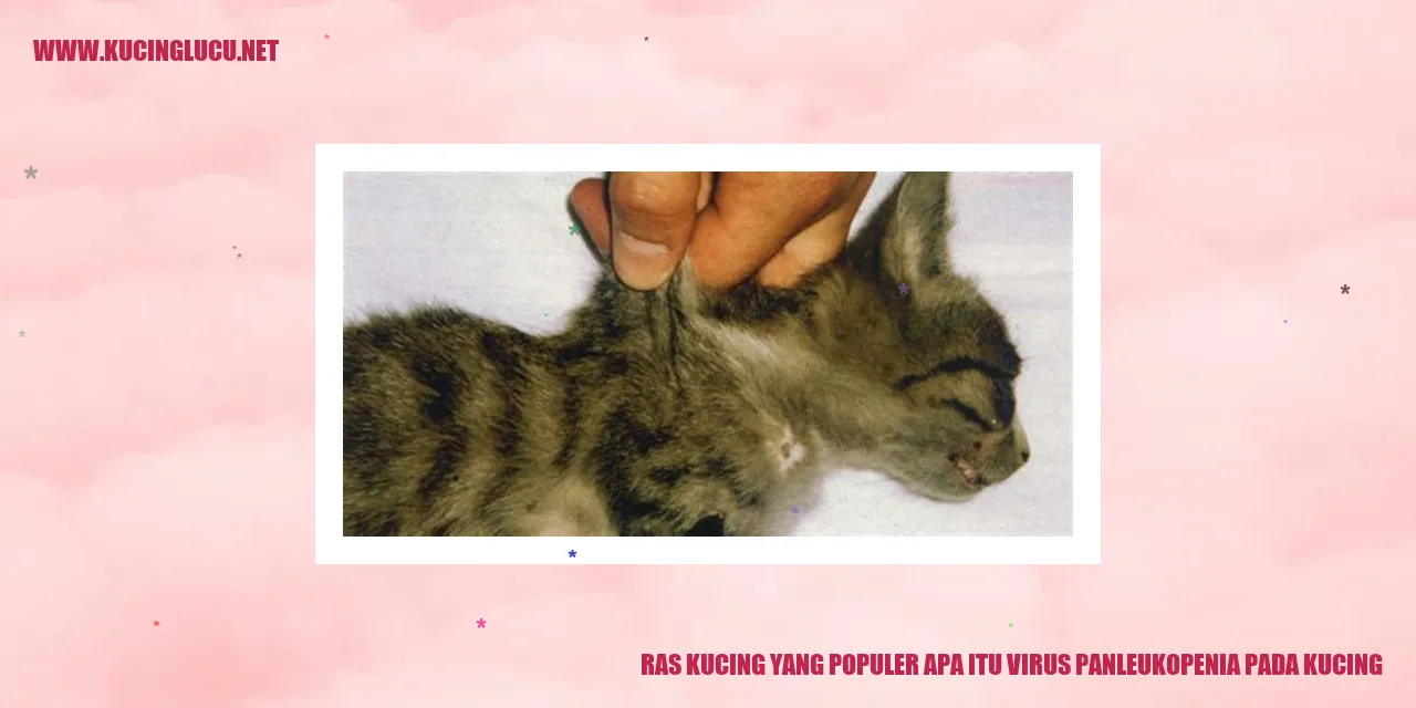 Ilustrasi Ras Kucing