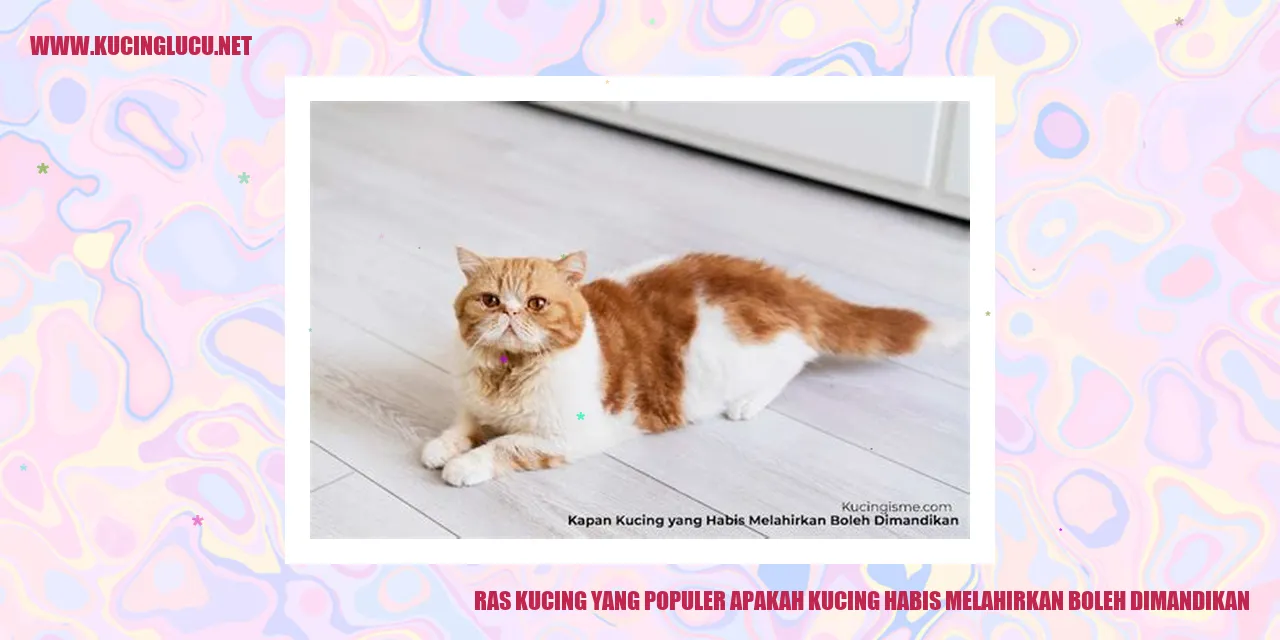 Ras Kucing yang Populer apakah kucing habis melahirkan boleh dimandikan