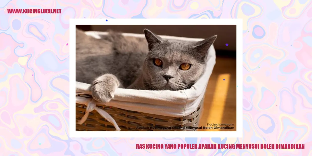 Ras Kucing yang Populer apakah kucing menyusui boleh dimandikan