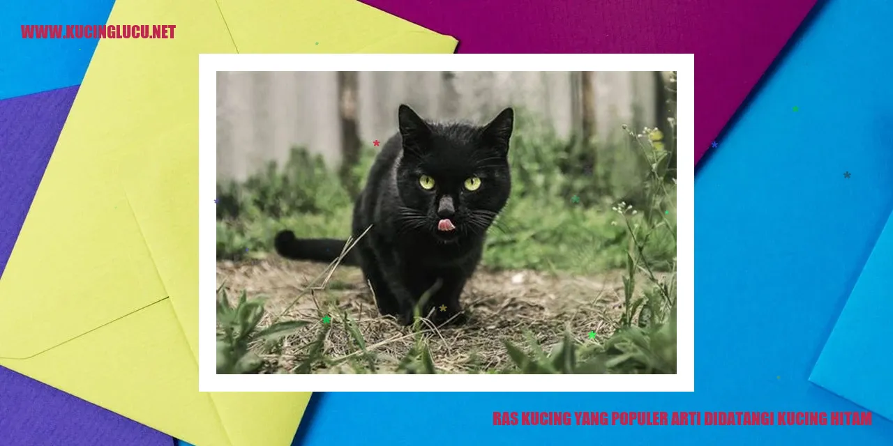 Kucing Hitam