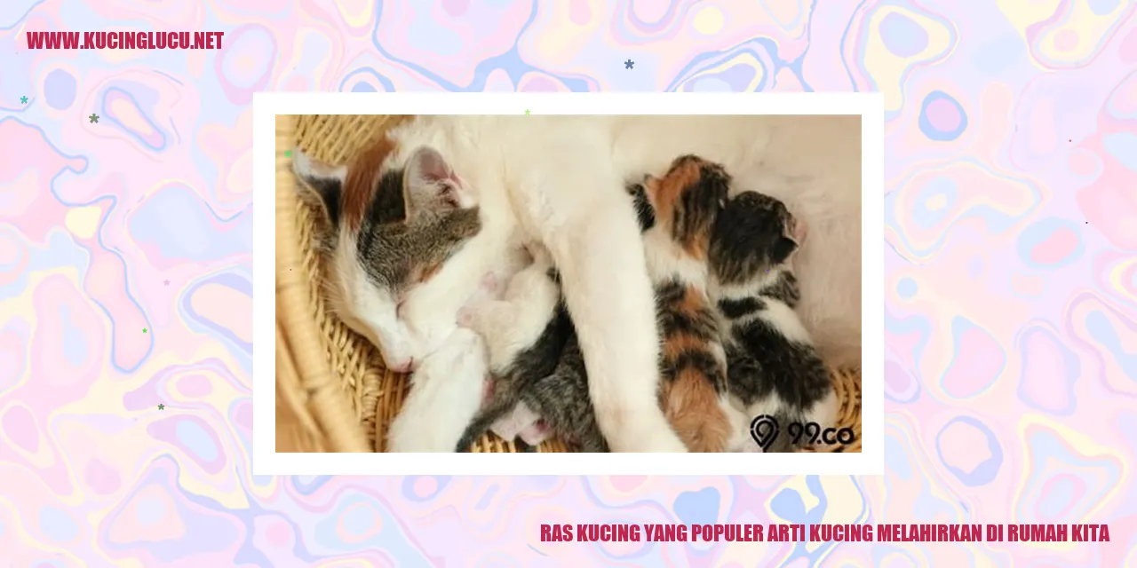 Kucing Lucu