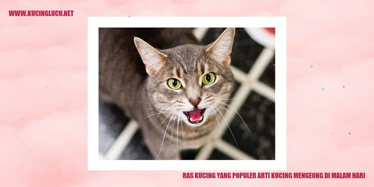 Ras Kucing yang Populer