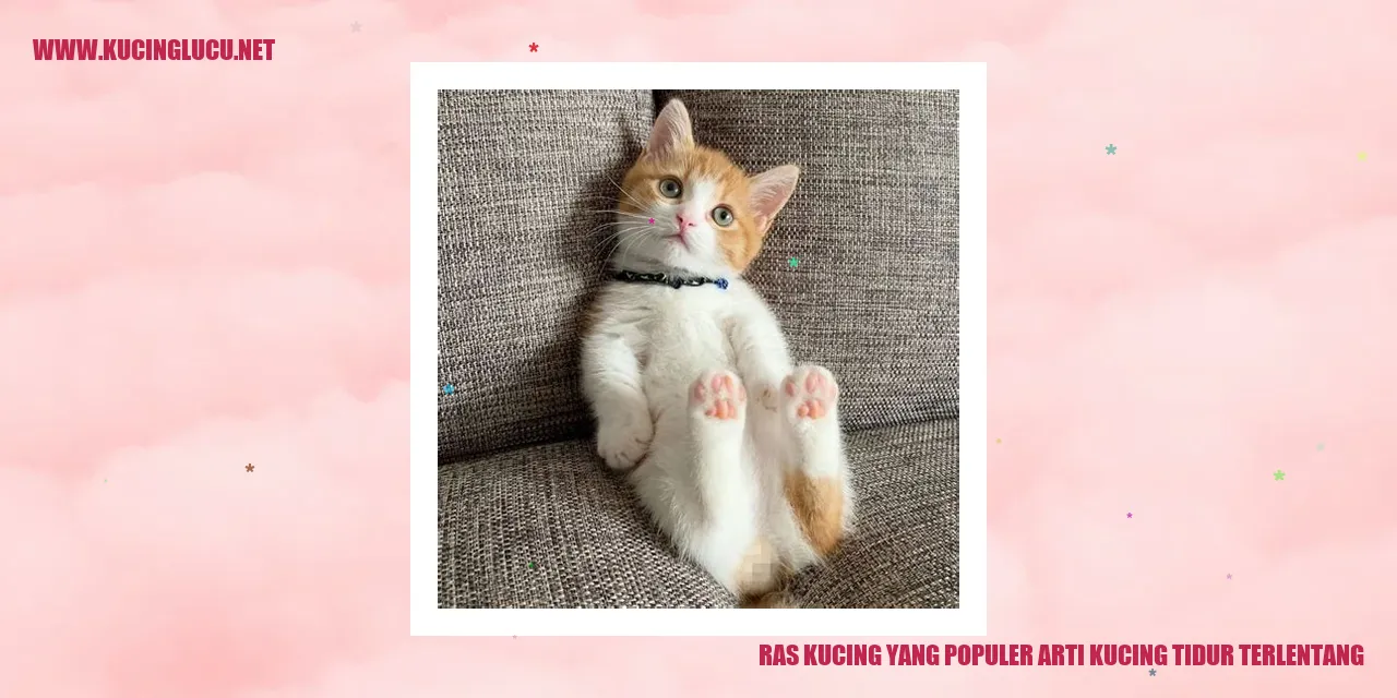 Kucing Tidur Terlentang
