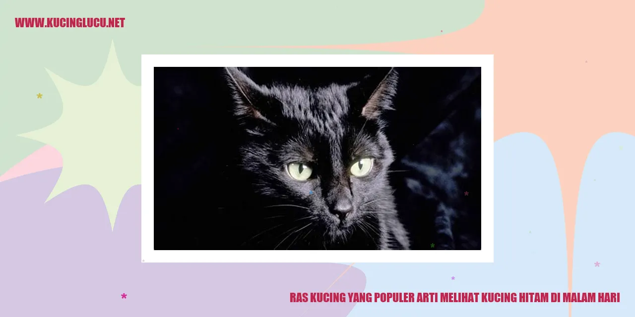 Gambar Kucing Hitam di Malam Hari