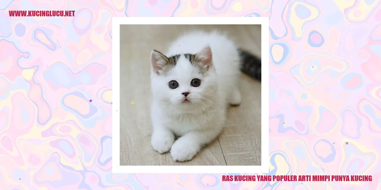 Kucing