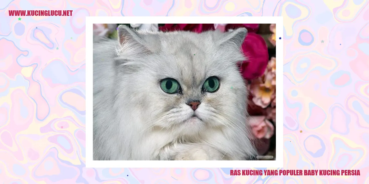 Baby Kucing Persia yang Menggemaskan