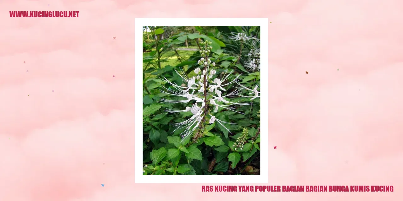 Ras Kucing yang Populer: Bagian-Bagian Bunga Kumis Kucing