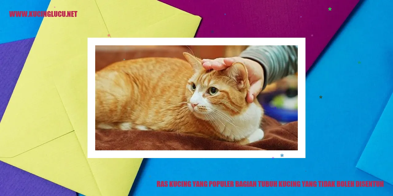 Ras Kucing yang Populer bagian tubuh kucing yang tidak boleh disentuh