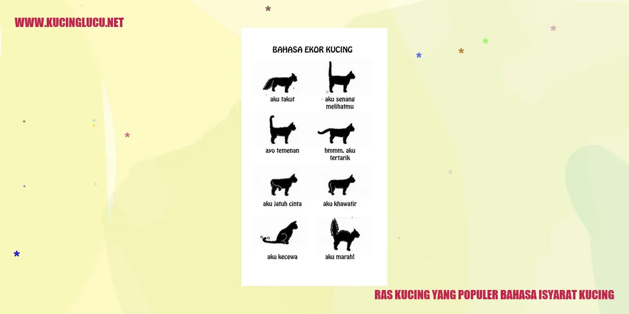 Ras Kucing yang Terkenal dengan Bahasa Isyarat Kucing