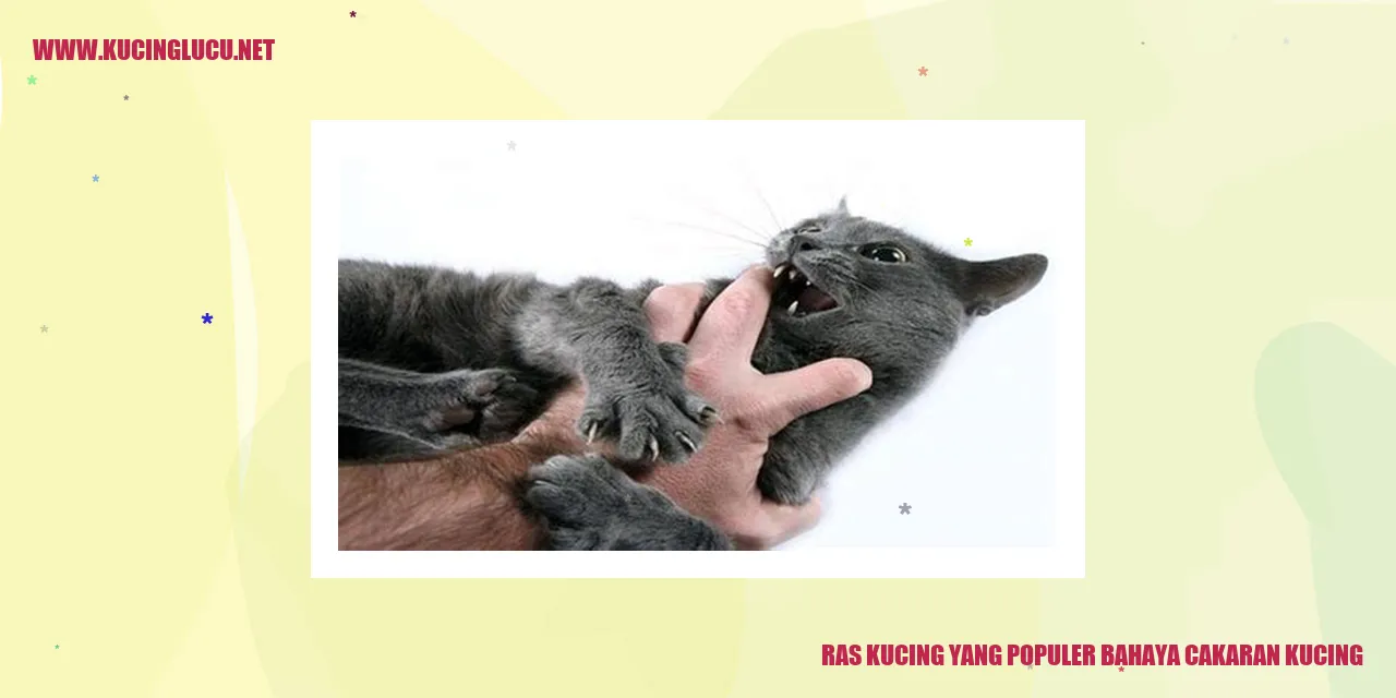 Ras Kucing yang Populer bahaya cakaran kucing