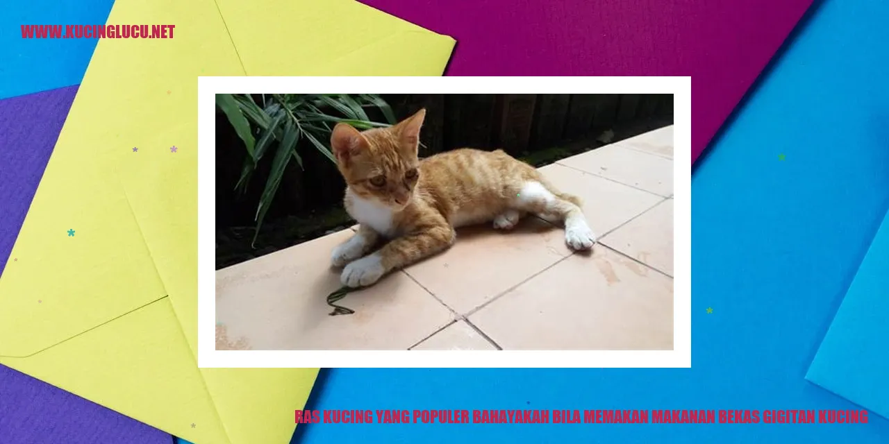 Kucing Populer