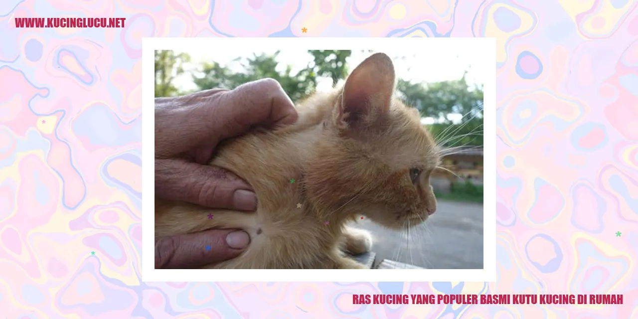 Ras Kucing yang Populer basmi kutu kucing di rumah