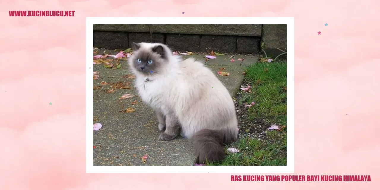 Bayi Kucing Himalaya
