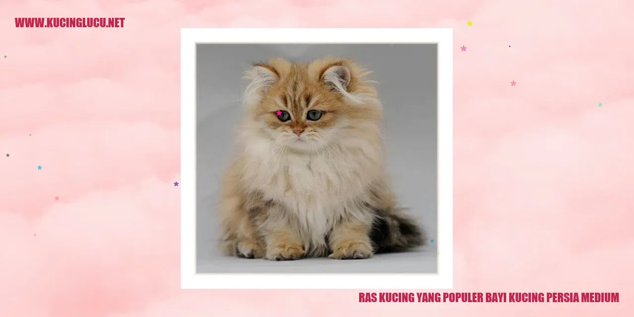 Bayi kucing persia medium