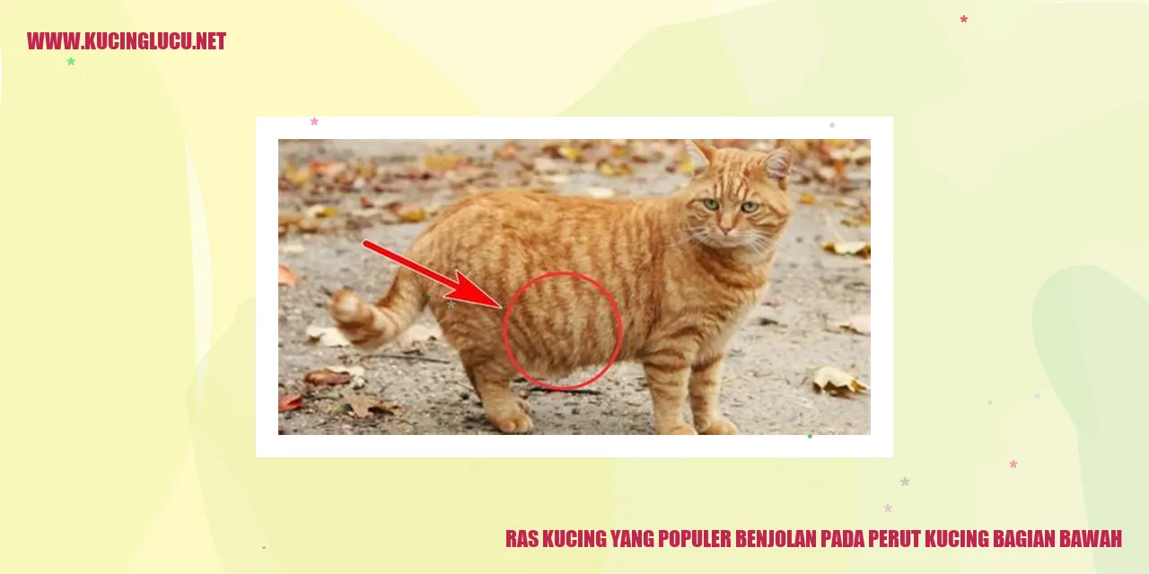 Ras Kucing yang Populer dengan Benjolan pada Perut Kucing Bagian Bawah