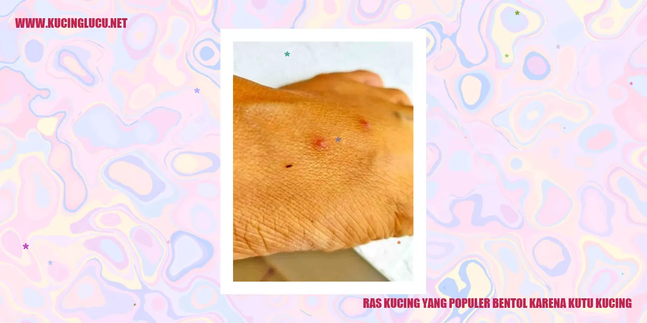 Ras Kucing yang Populer bentol karena kutu kucing