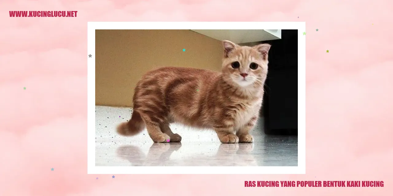 Ragam Kucing dengan Bentuk Kaki yang Digemari