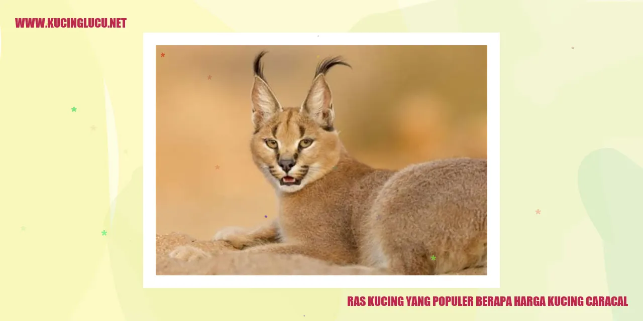 Kucing Caracal