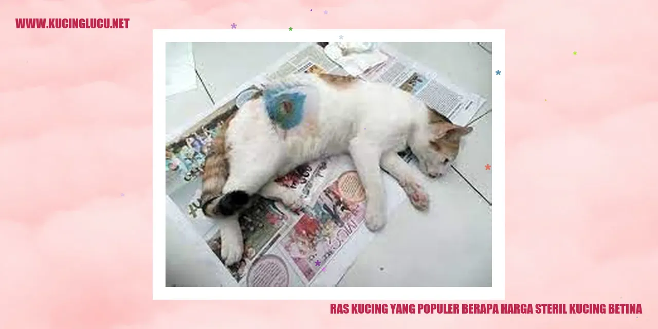 Ras Kucing yang Terkenal dan Biaya Sterilisasi untuk Kucing Betina