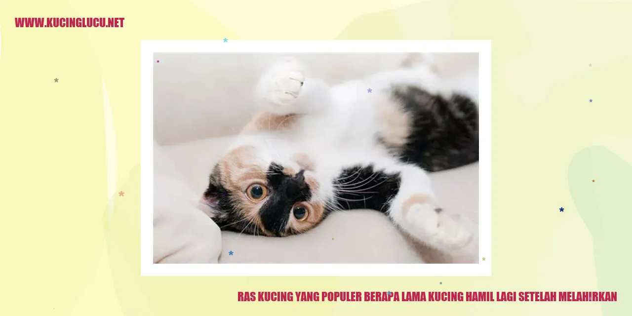 Kucing hamil