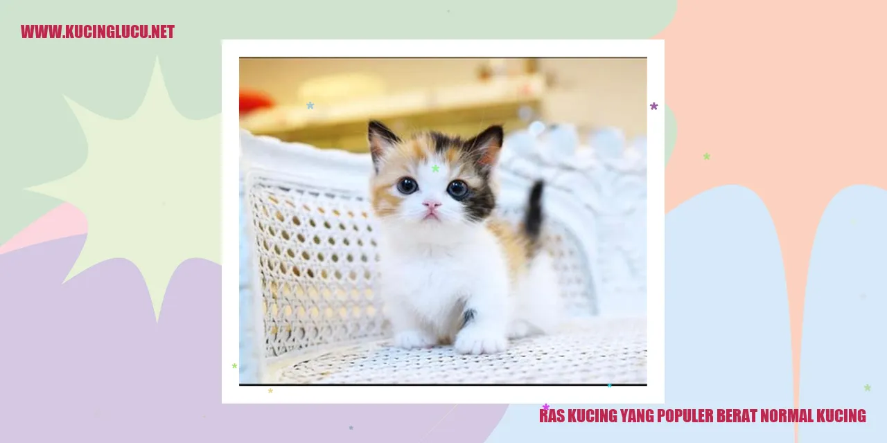 Foto kucing lucu