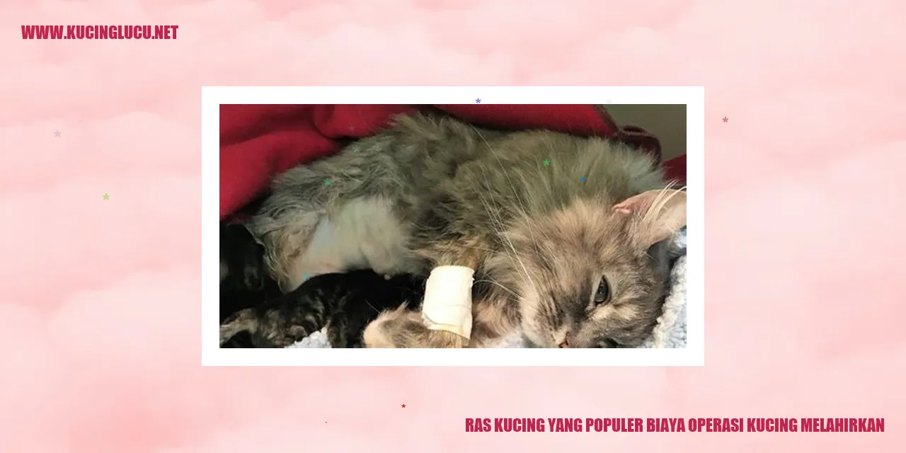 Ras Kucing yang Populer biaya operasi kucing melahirkan