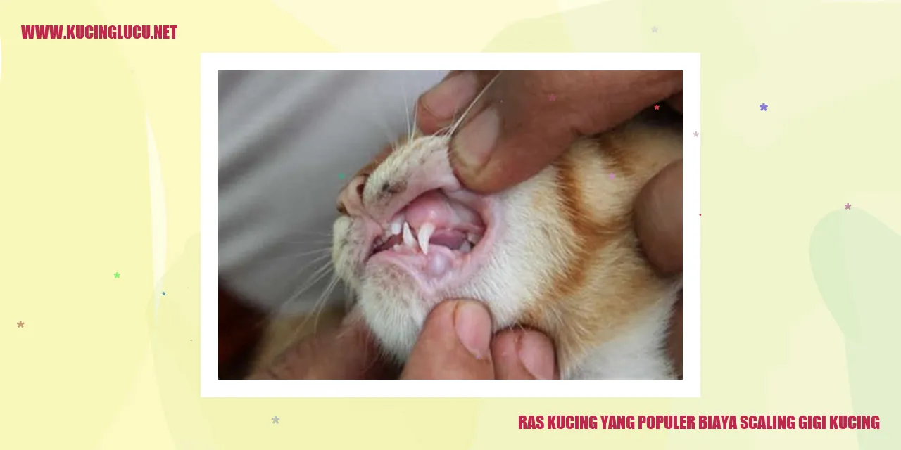Ras Kucing yang Populer biaya scaling gigi kucing