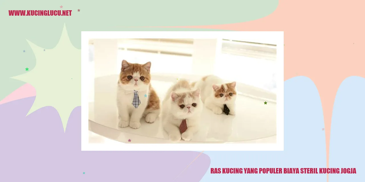 Ras Kucing yang Populer di Jogja