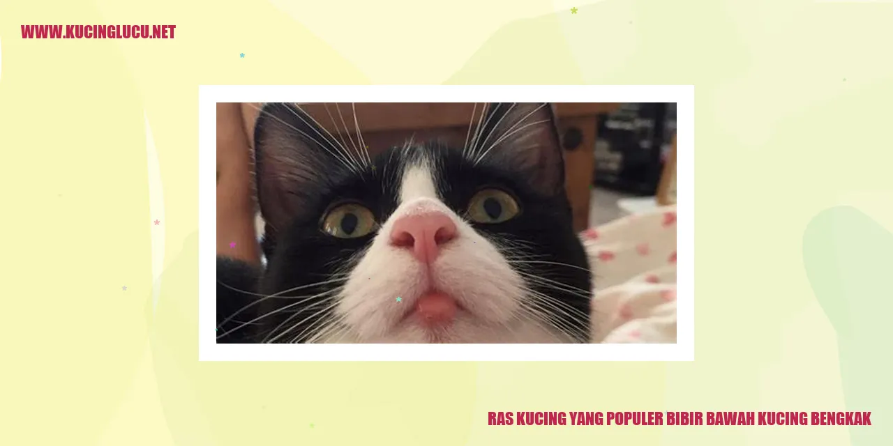 Bengkaknya bibir bagian bawah pada kucing
