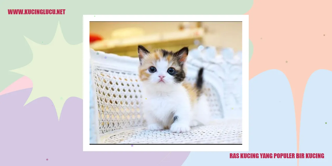 Ras Kucing yang Populer bir kucing