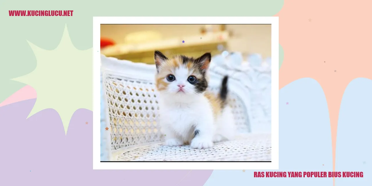 Ras Kucing yang Populer Bius Kucing