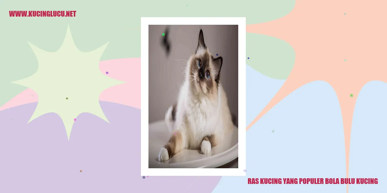 Gambar Kucing Bulu Menggemaskan