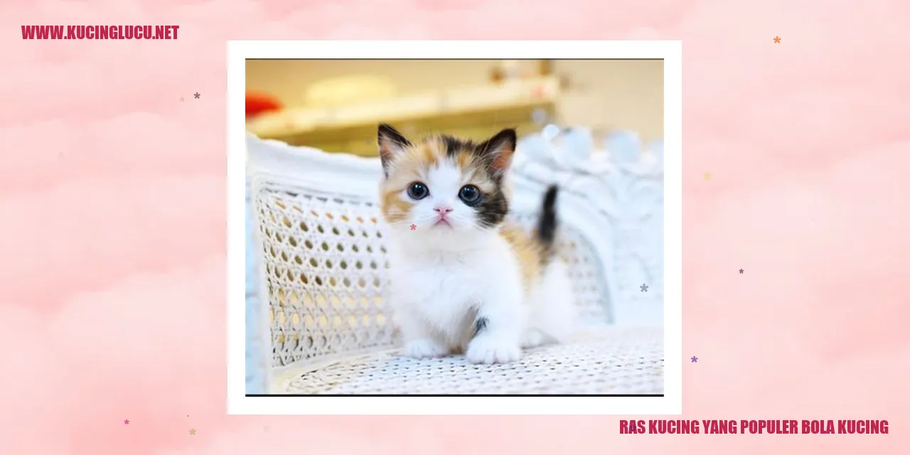 Ras Kucing Bola Kucing