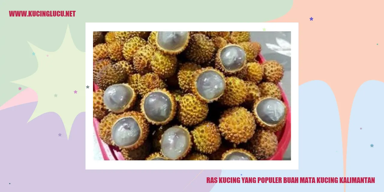 Ras Kucing yang Populer buah mata kucing kalimantan
