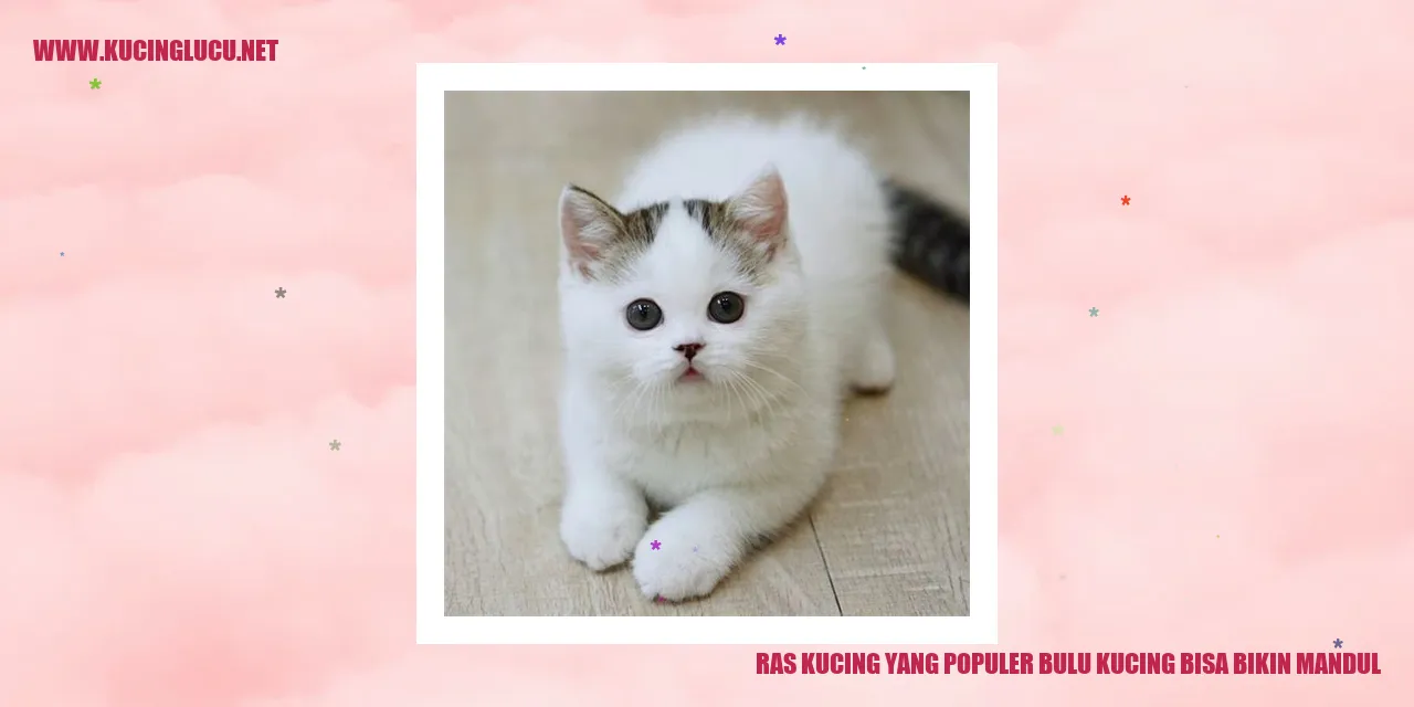 Ras Kucing yang Populer bulu kucing bisa bikin mandul