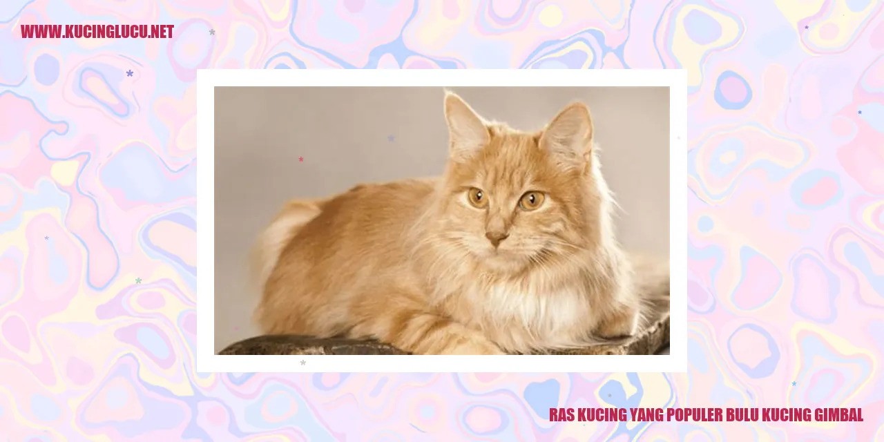 Kucing gimbal