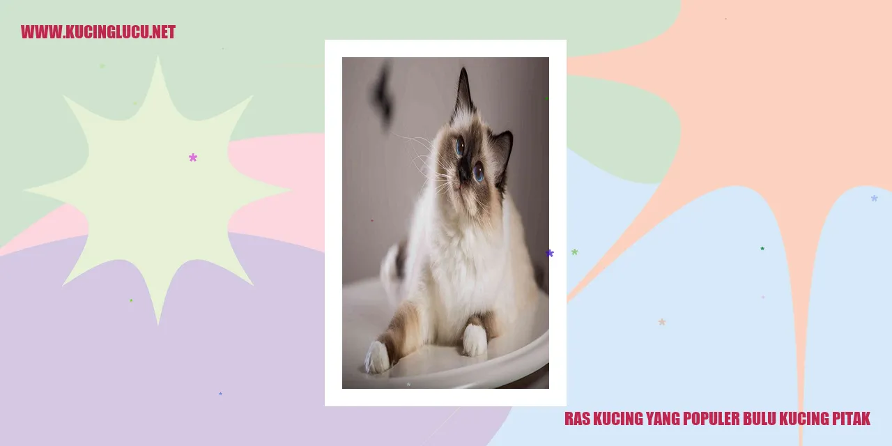 Kucing dengan bulu pitak yang menggemaskan