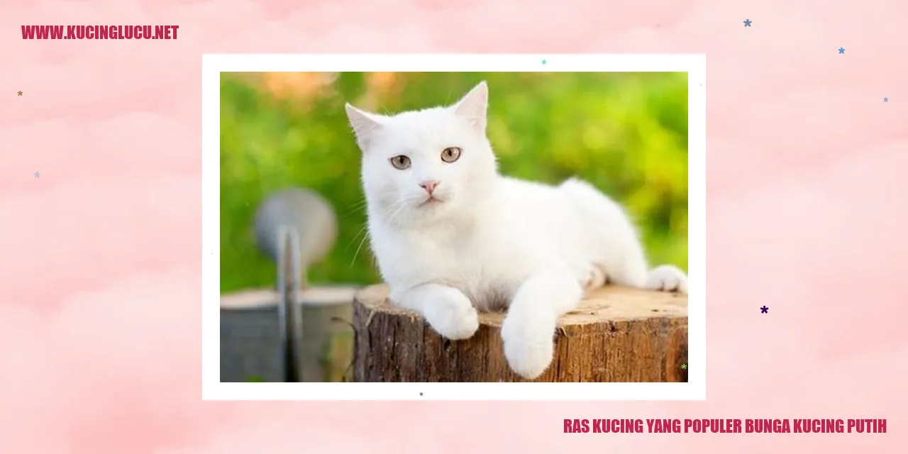 Kucing Putih yang Menawan